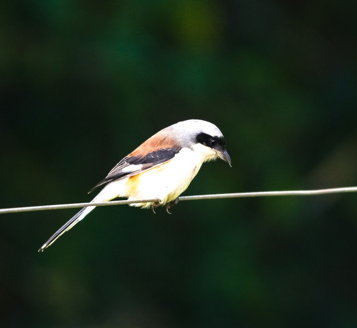 Bay-backed Shrike - ML645324190