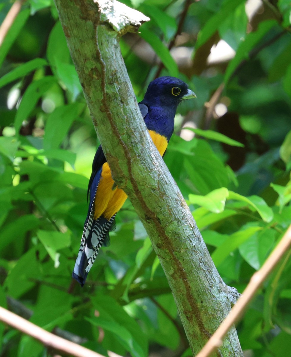 Amazonian Violaceous Trogon - ML645324191