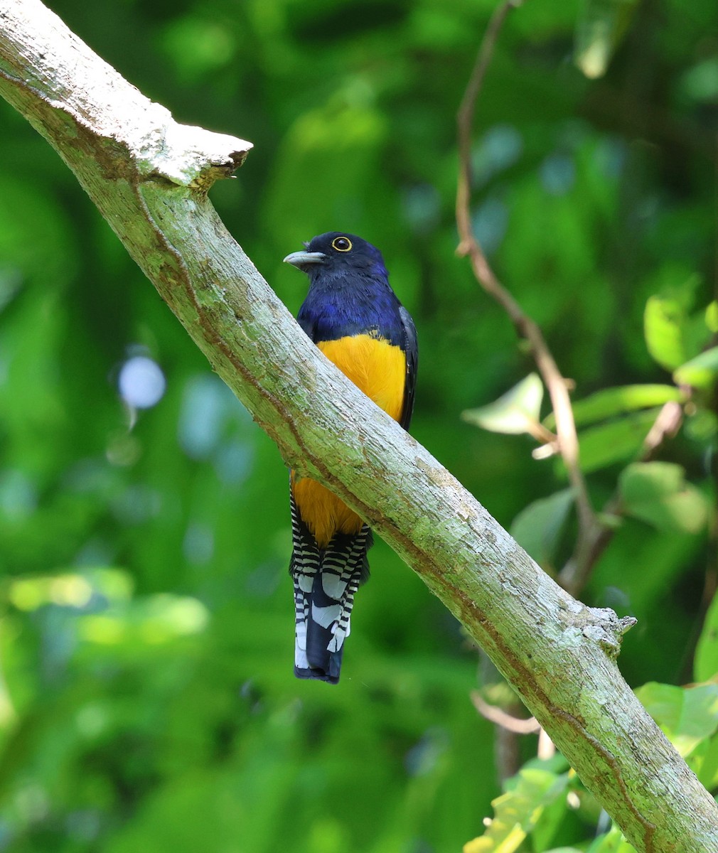 Amazonian Violaceous Trogon - ML645324192
