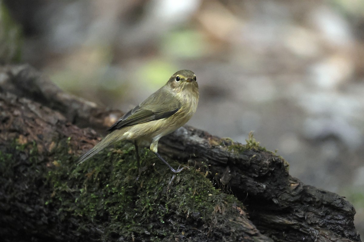 Common Chiffchaff - ML645324200