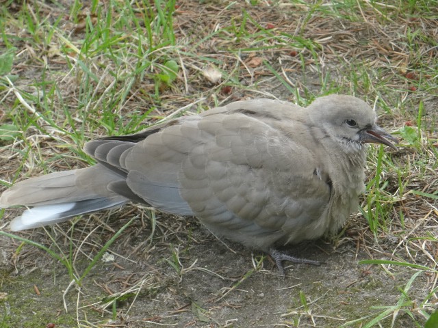 Tortora dal collare - ML645324204