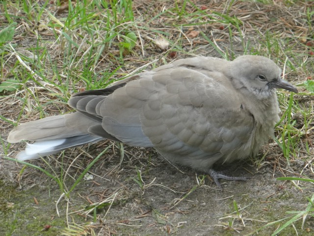 Tortora dal collare - ML645324205