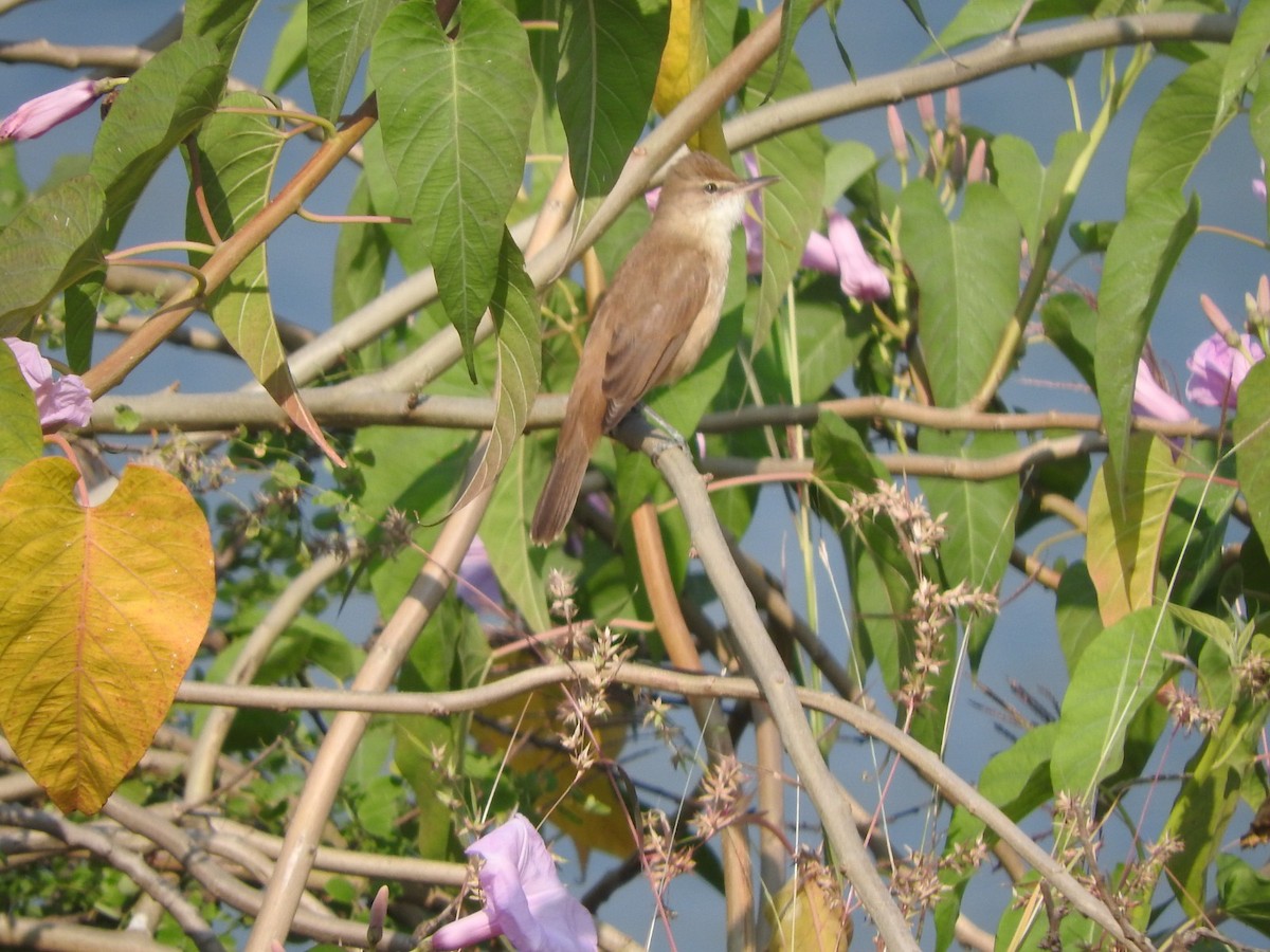 Lezkari zalapartaria - ML645324210