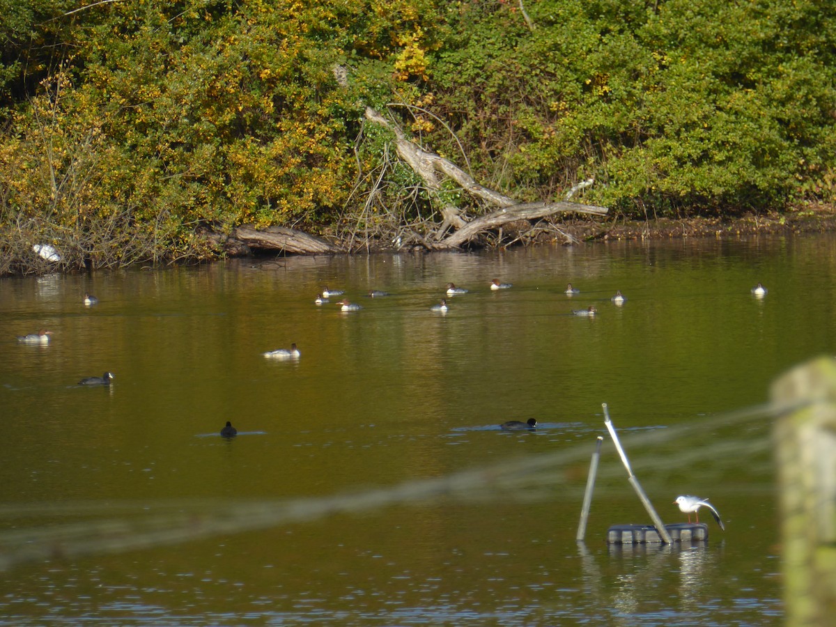 Common Merganser - ML645324224