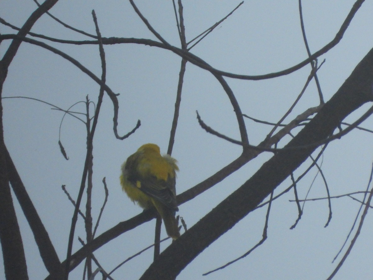 Indian Golden Oriole - ML645324225