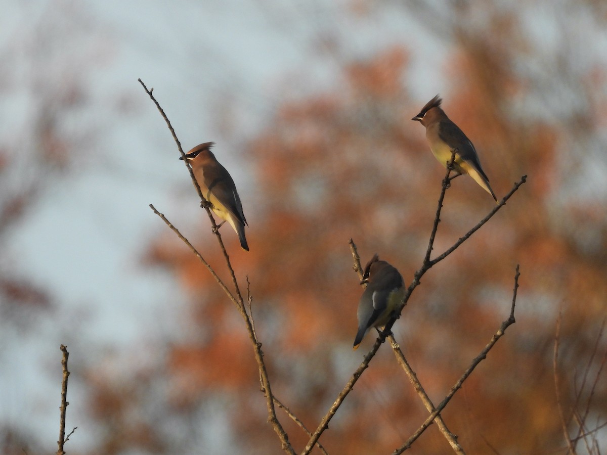 Омелюх американський - ML645324235