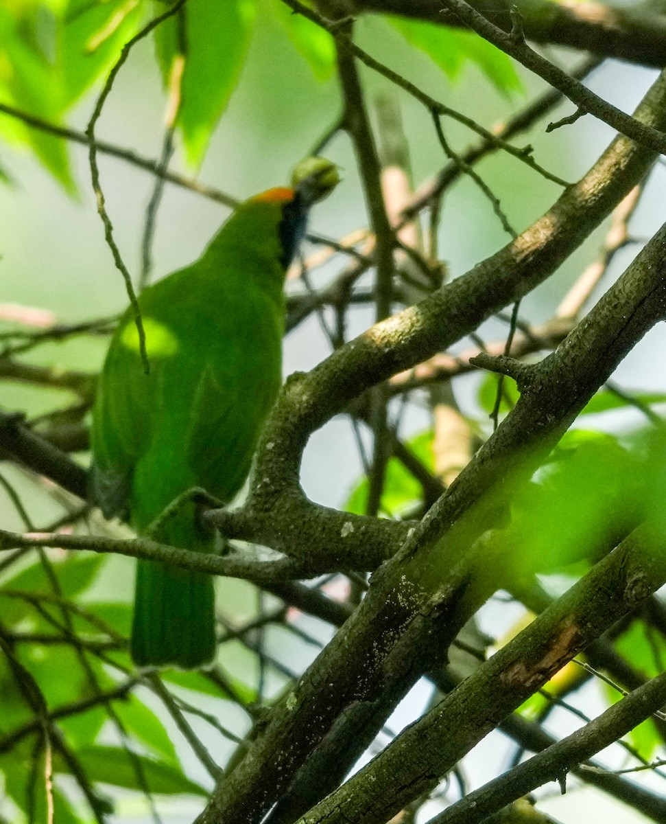 Золотолобая листовка - ML645324237