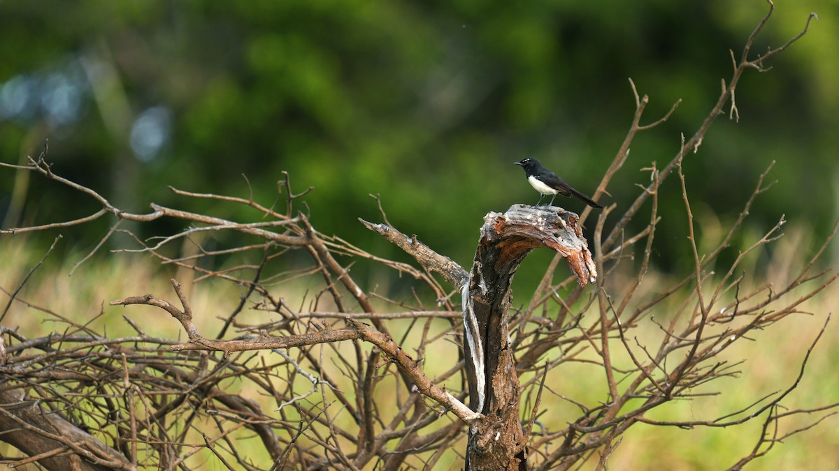 Willie-wagtail - ML645324243