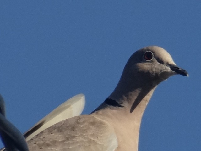 Tortora dal collare - ML645324246