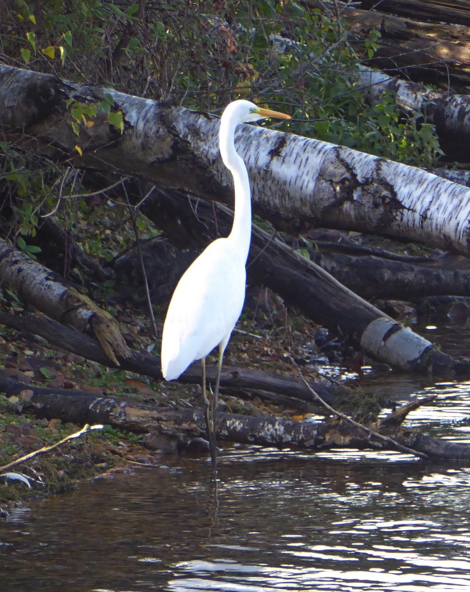 Great Egret - ML645324254