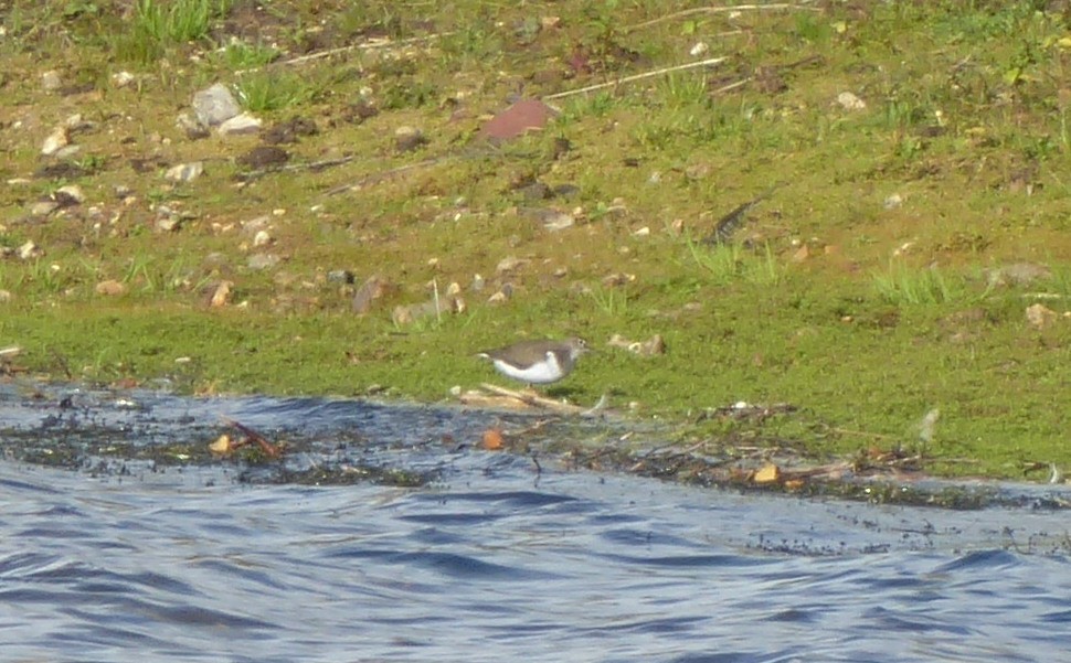 Common Sandpiper - ML645324256
