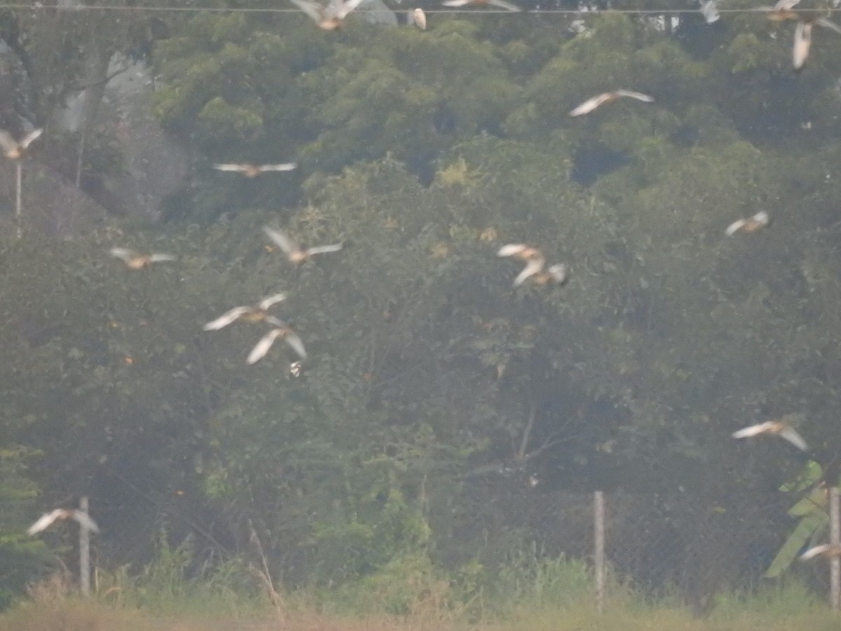 fasanbladhøne - ML645324258