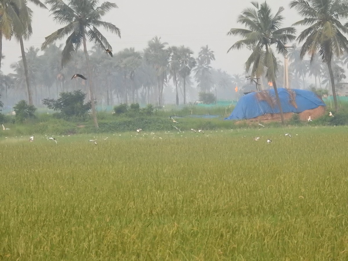 fasanbladhøne - ML645324259