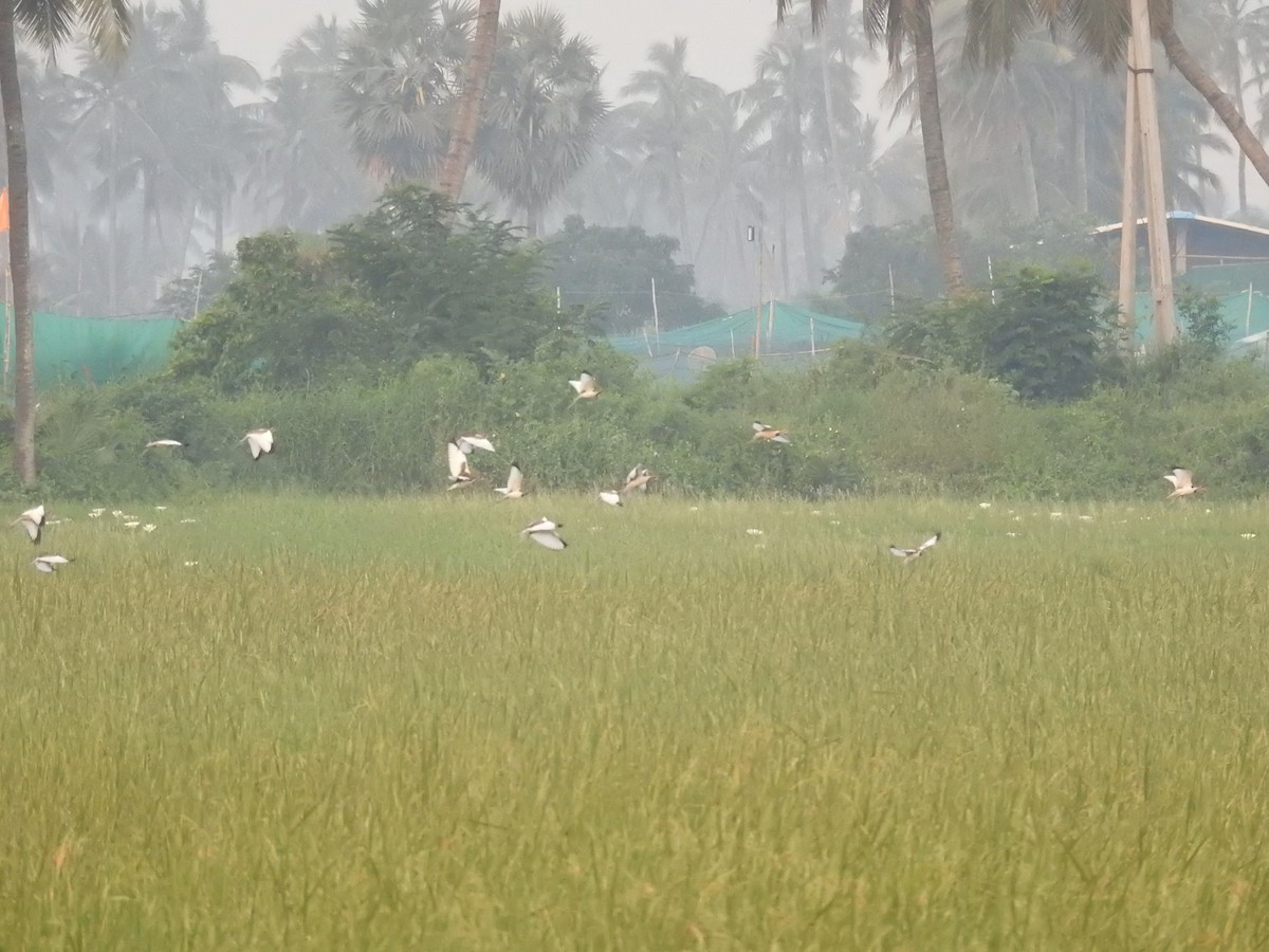 fasanbladhøne - ML645324261