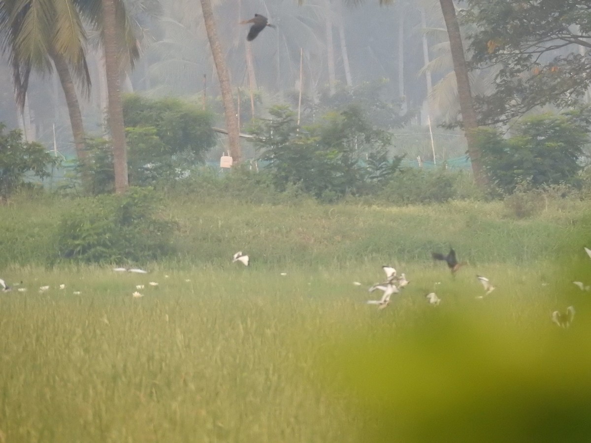 fasanbladhøne - ML645324262