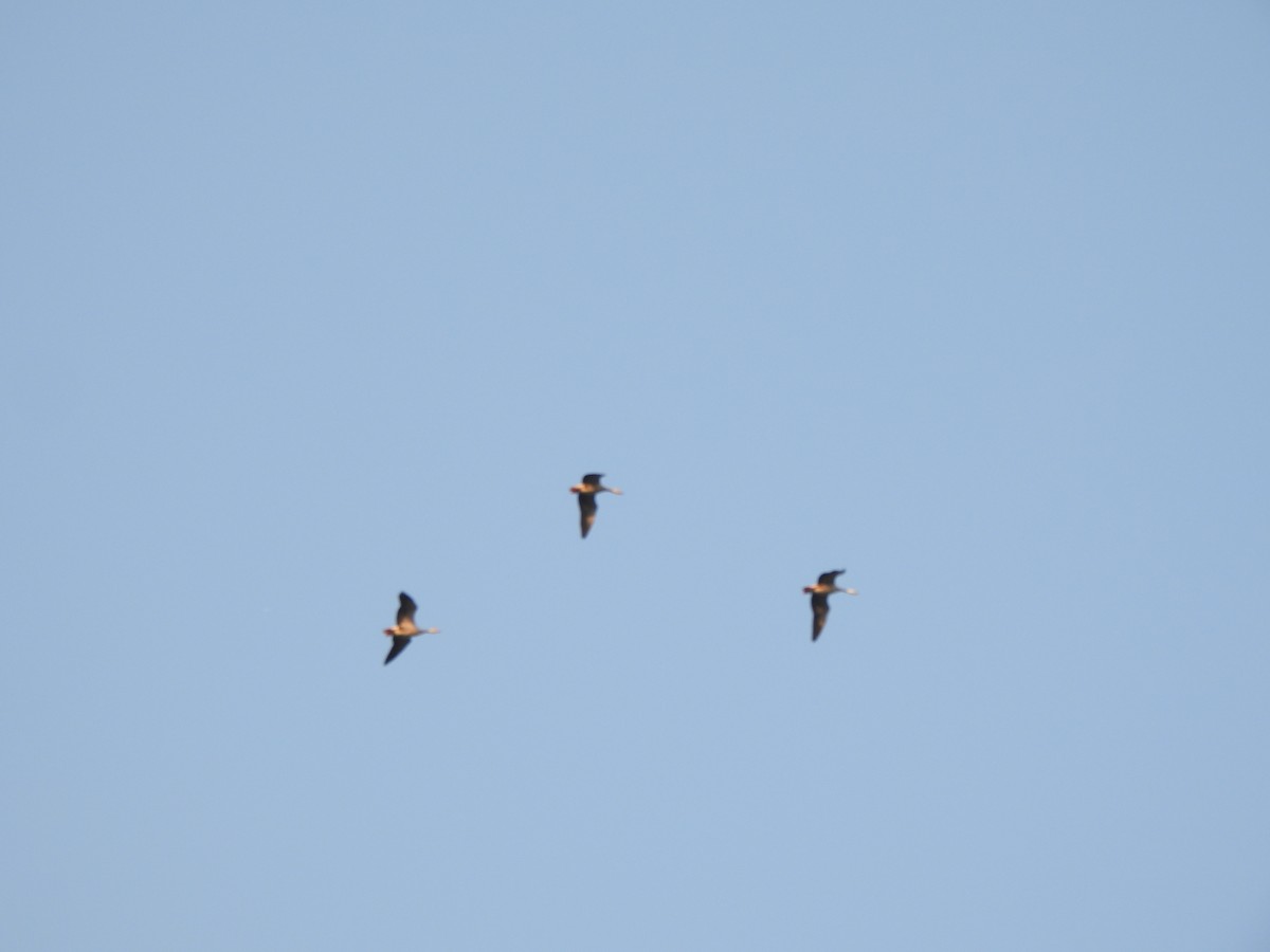 Oie à tête barrée - ML645324265