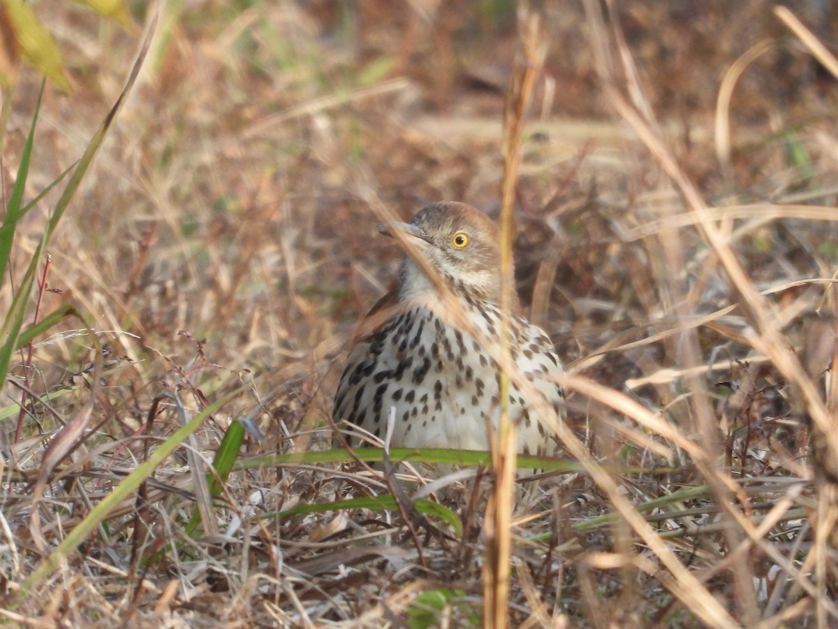 Тремблер прямодзьобий - ML645324268