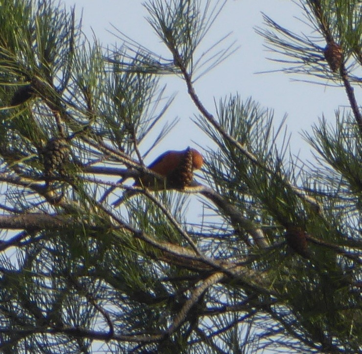 Red Crossbill - ML645324272