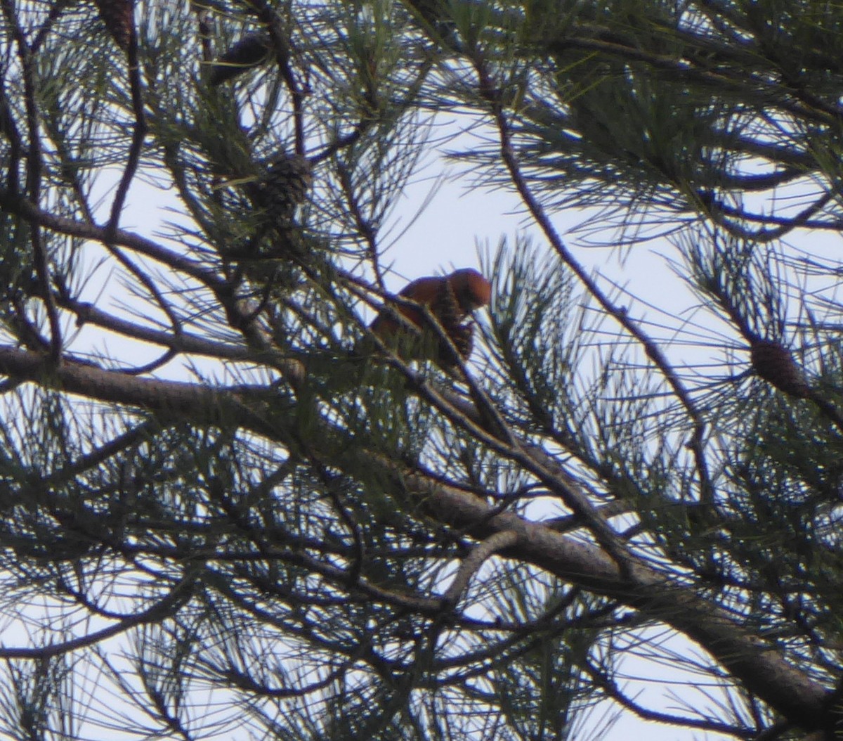 Red Crossbill - ML645324273