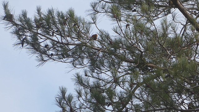 Çaprazgaga - ML645324274