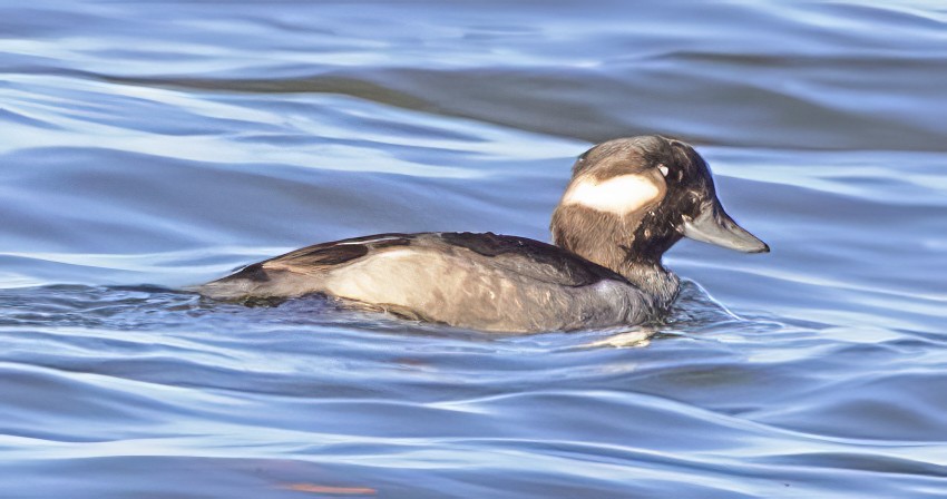Bufflehead - ML645324282