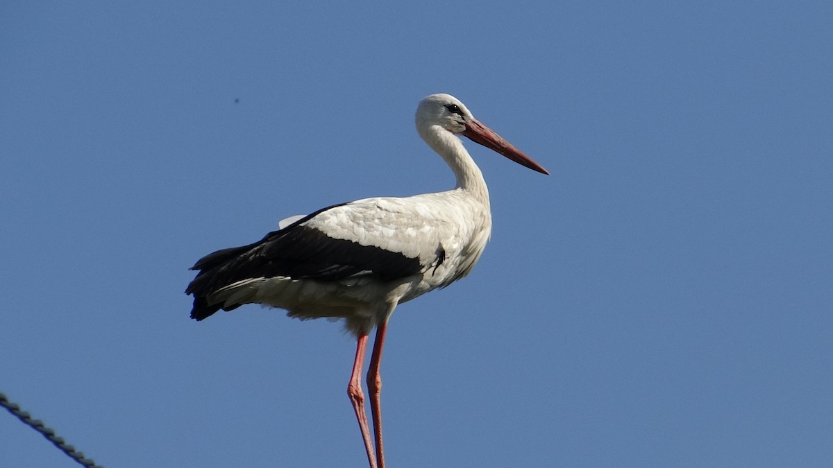 Cicogna bianca - ML645324286