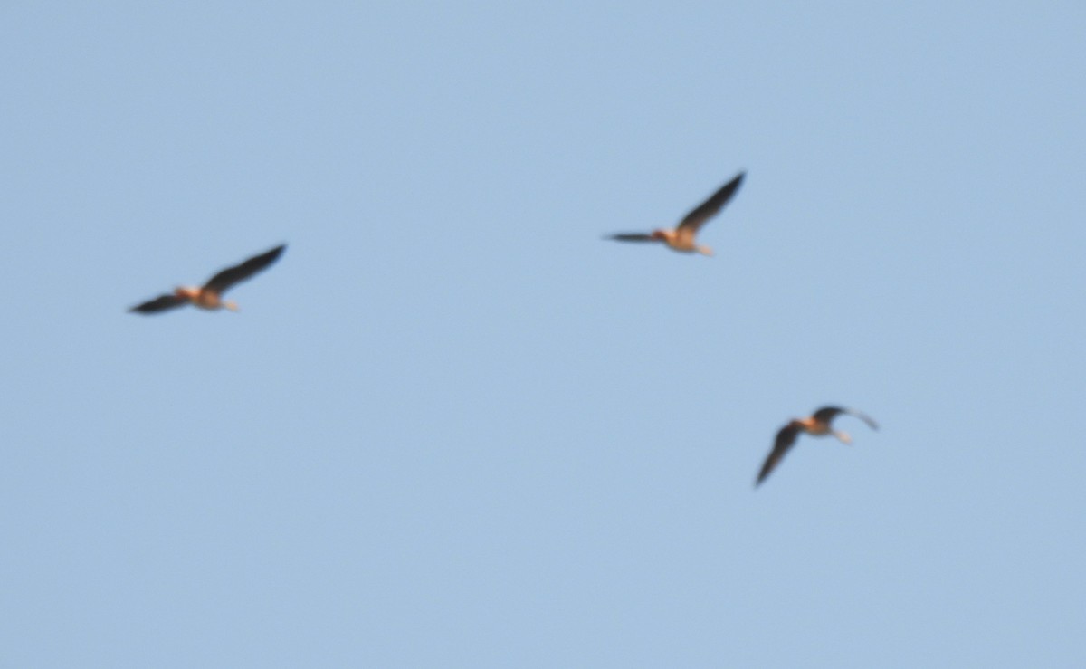 Oie à tête barrée - ML645324296