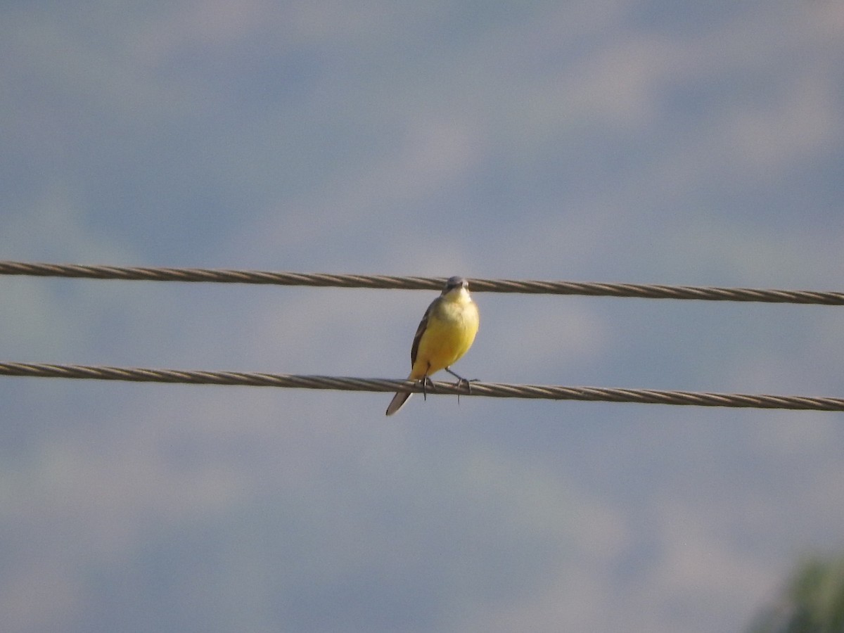 Western Yellow Wagtail - ML645324302