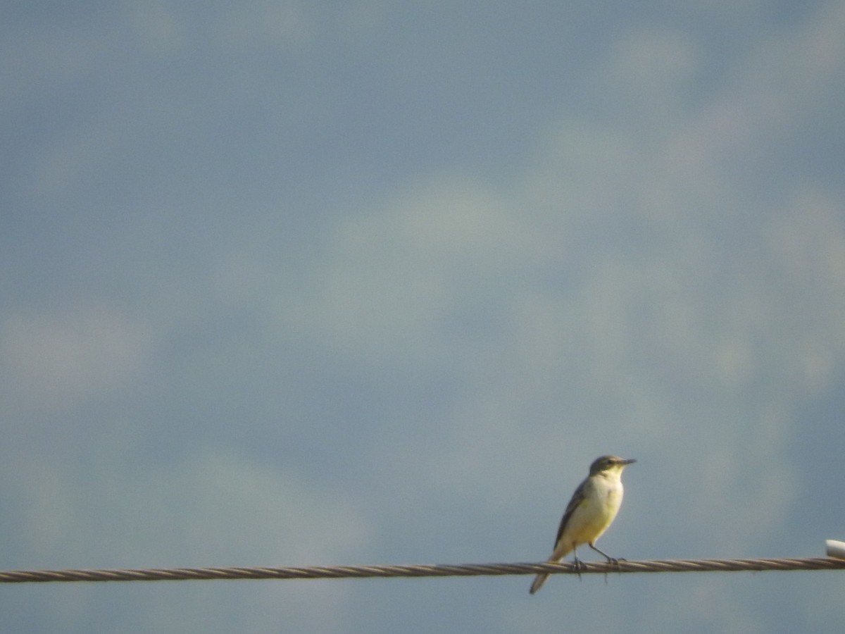 Western Yellow Wagtail - ML645324303