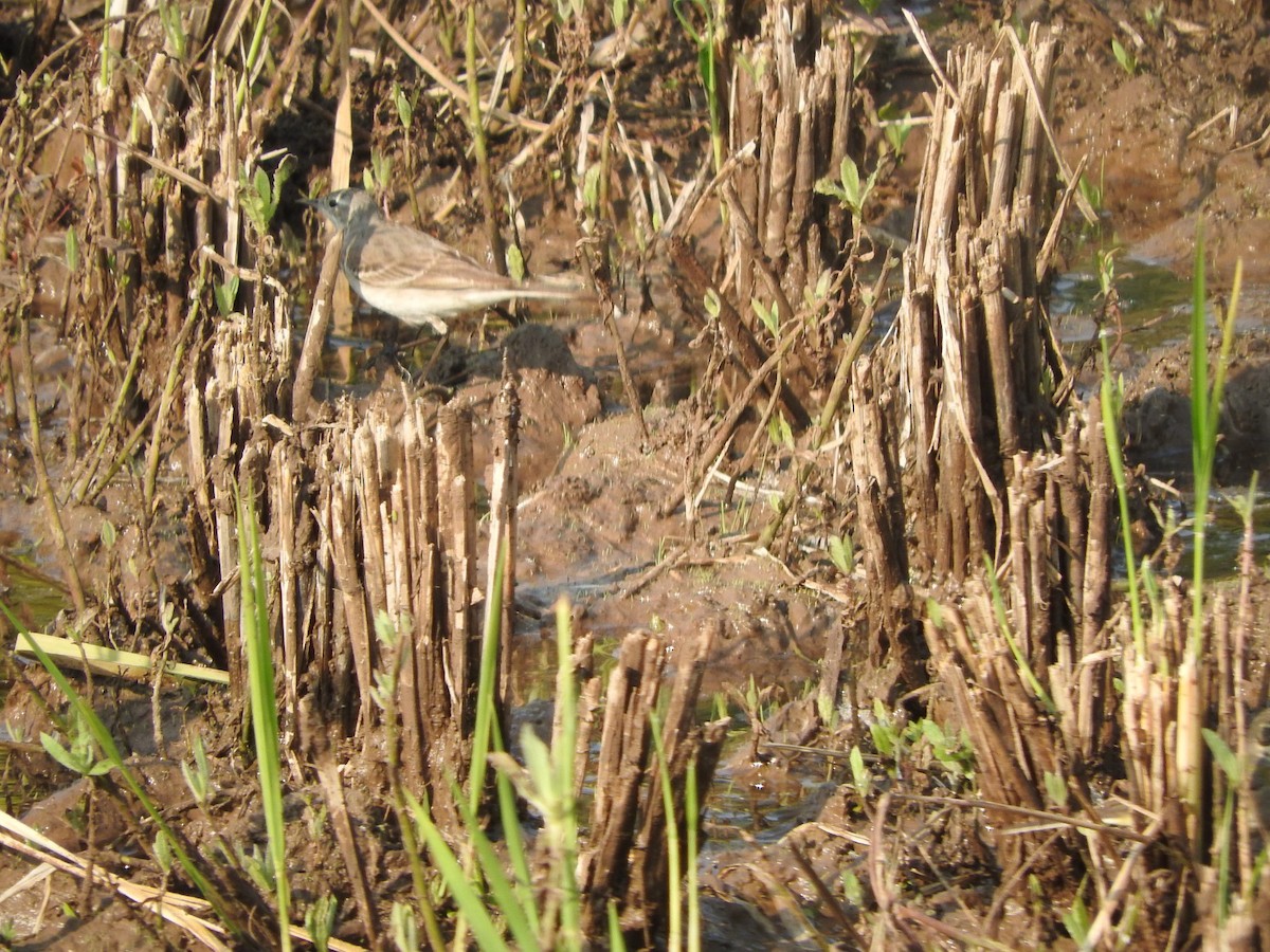 נחליאלי לימוני - ML645324310