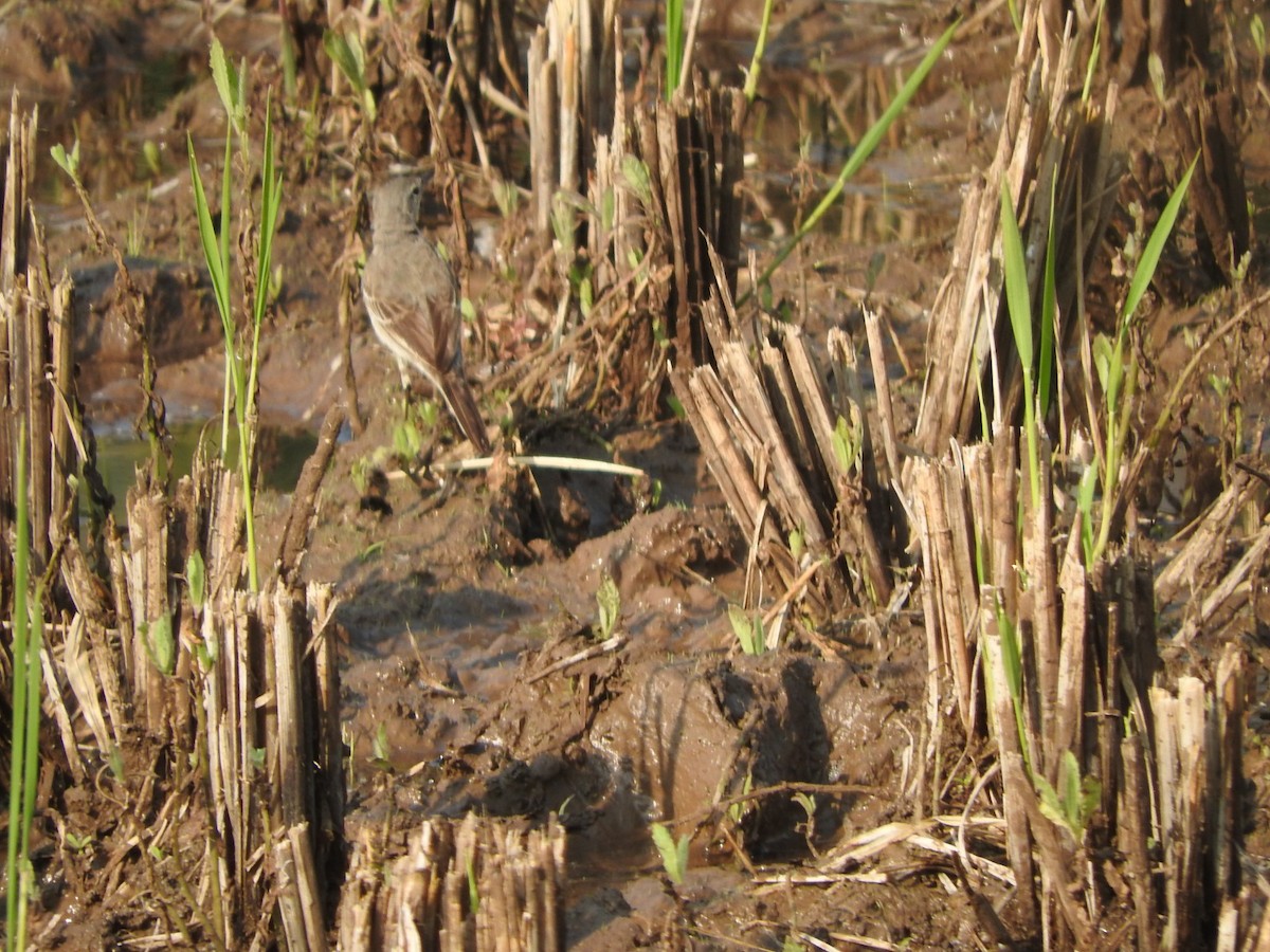 נחליאלי לימוני - ML645324311