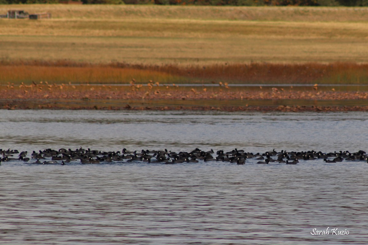 אגמית אמריקנית - ML645324321