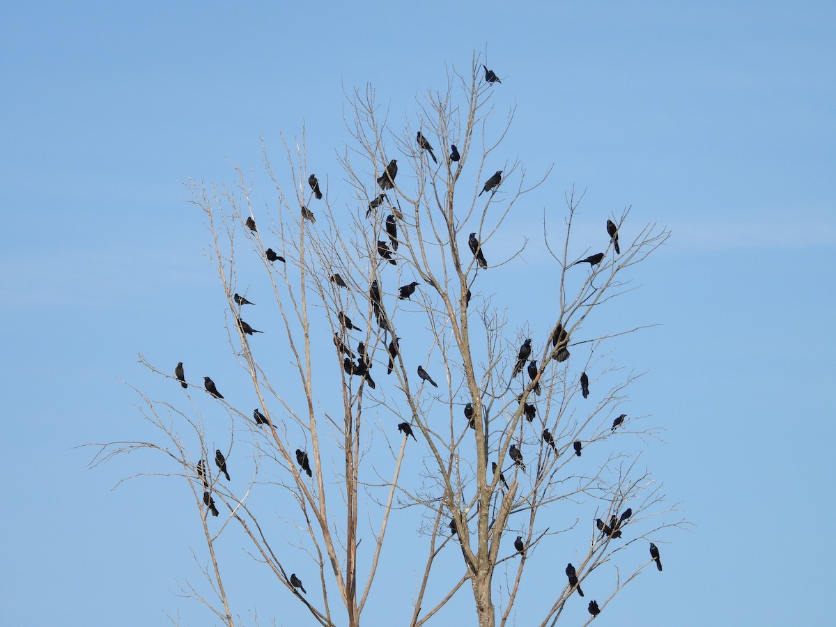 Гракл пурпуровошиїй - ML645324322