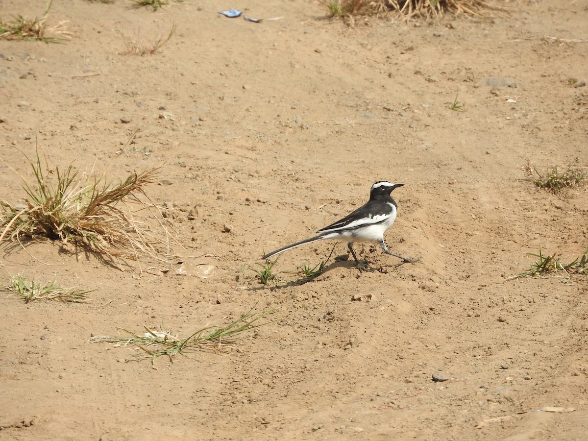 Bergeronnette indienne - ML645324324