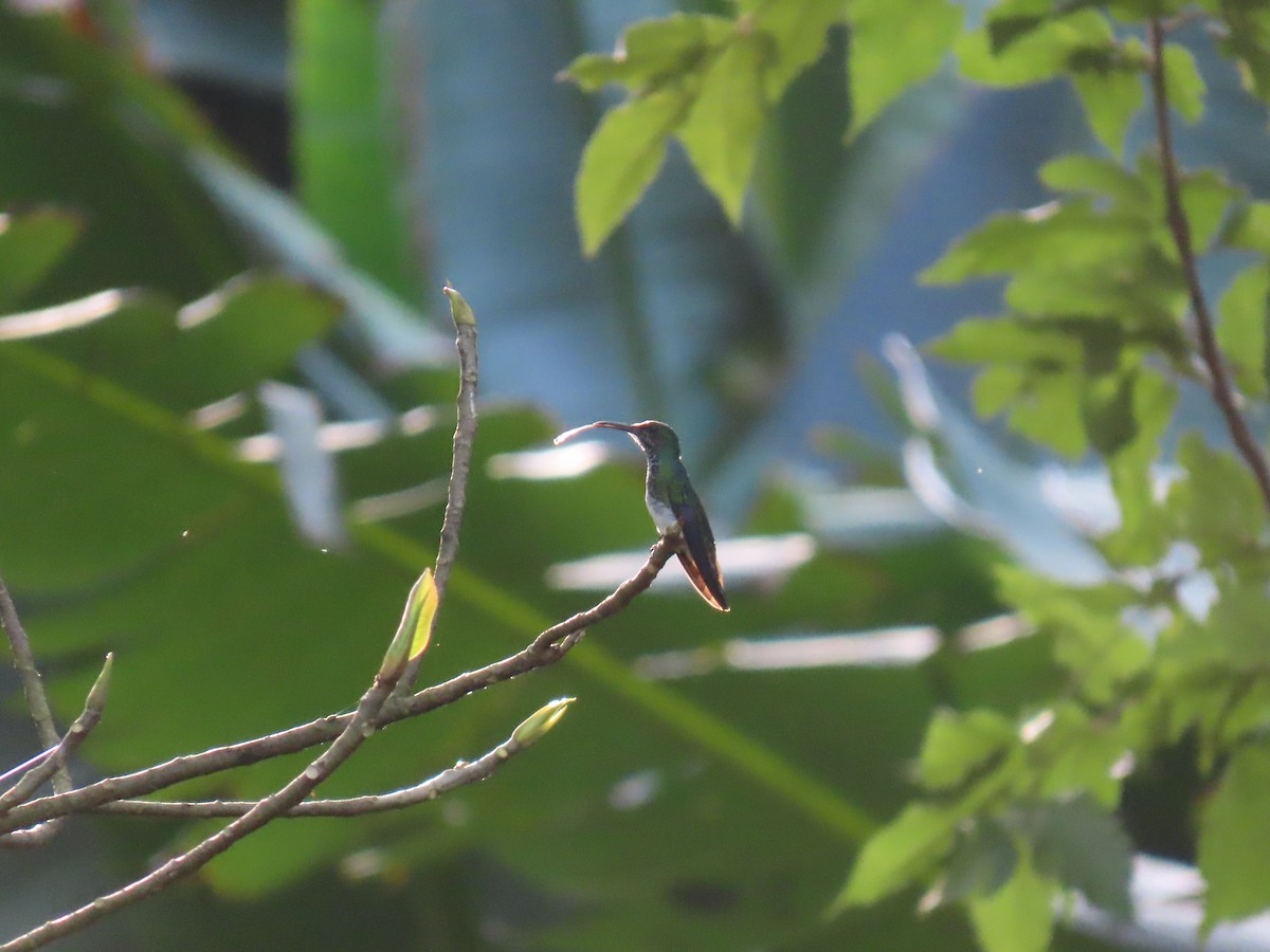 kolibřík bělokrký - ML645324326