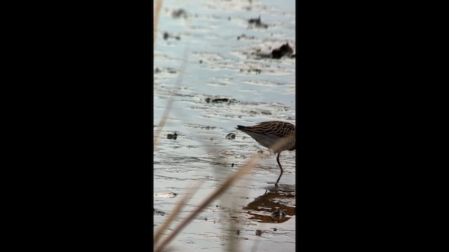 Sharp-tailed Sandpiper - ML645324335
