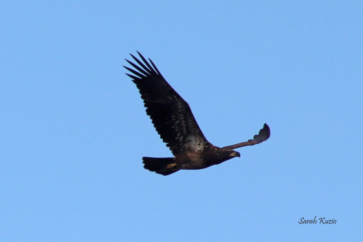 Pygargue à tête blanche - ML645324340