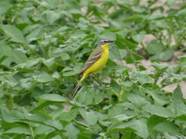 Western Yellow Wagtail - ML645324341