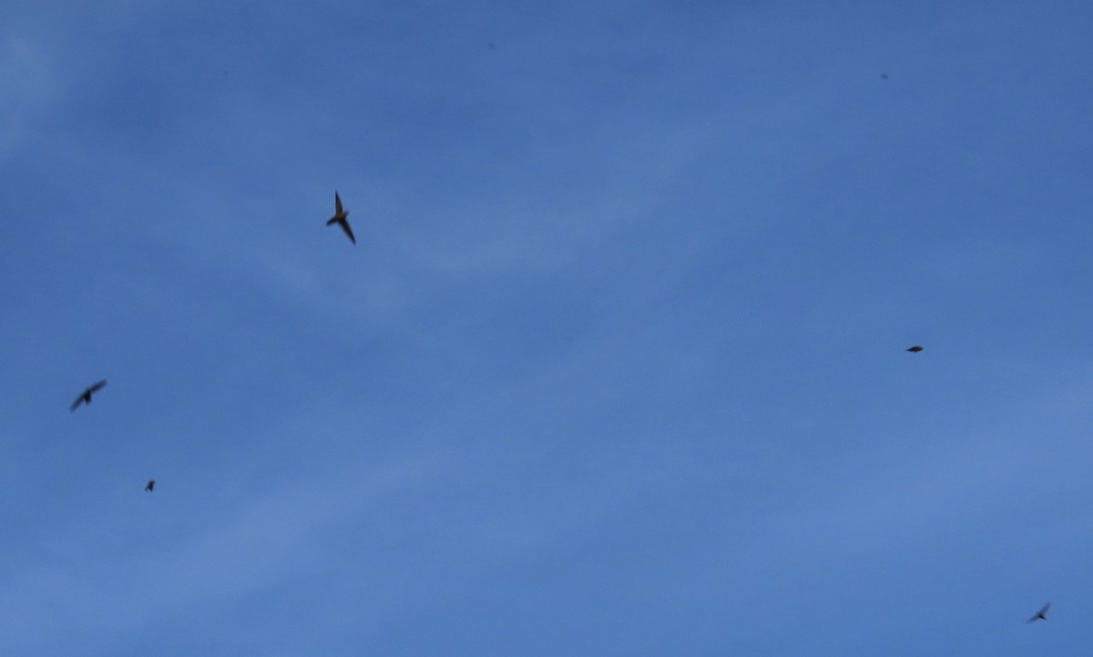 Vaux's Swift - ML645324342