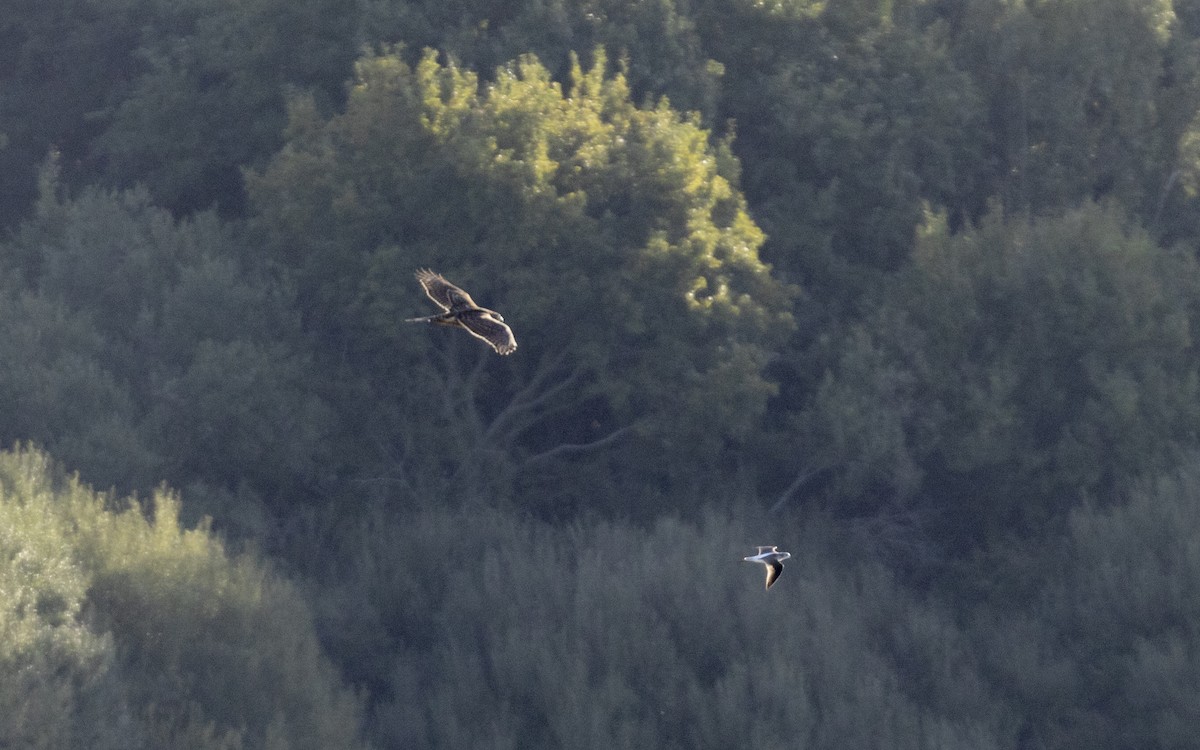 Eurasian Goshawk - ML645324347