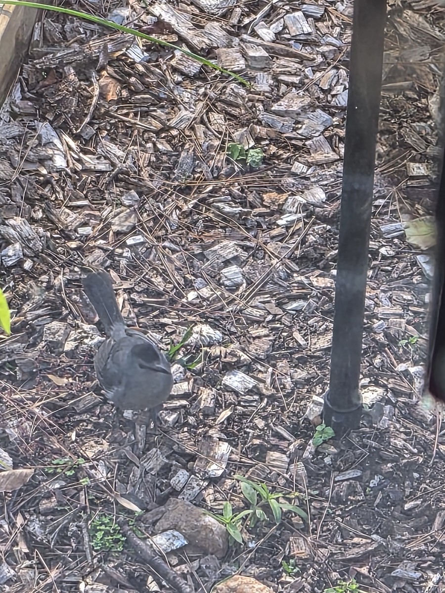 Gray Catbird - ML645324348