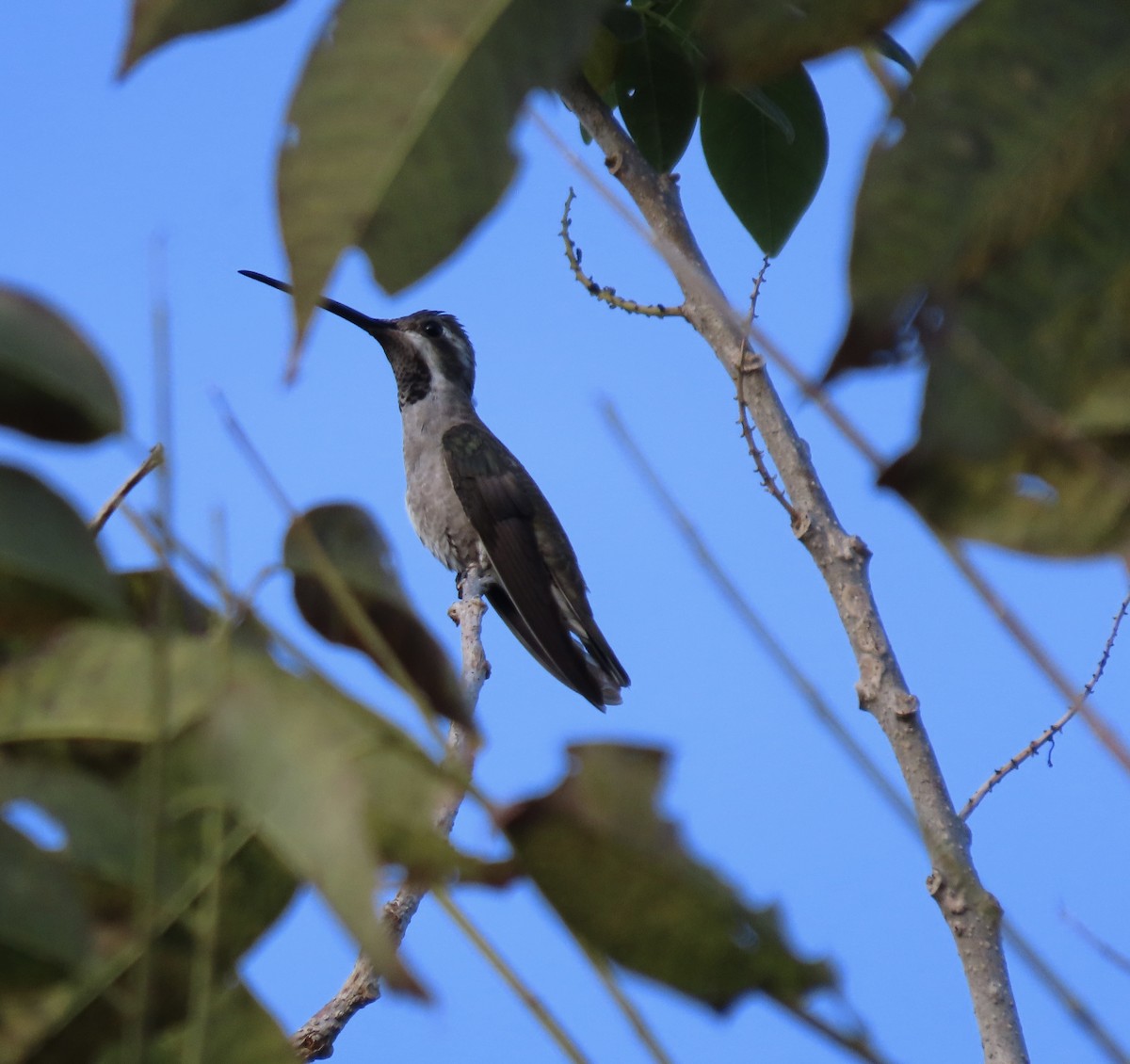 Plain-capped Starthroat - ML645324351