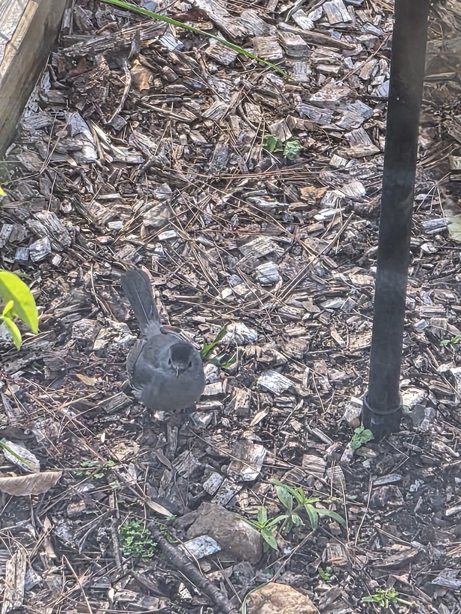 Gray Catbird - ML645324353