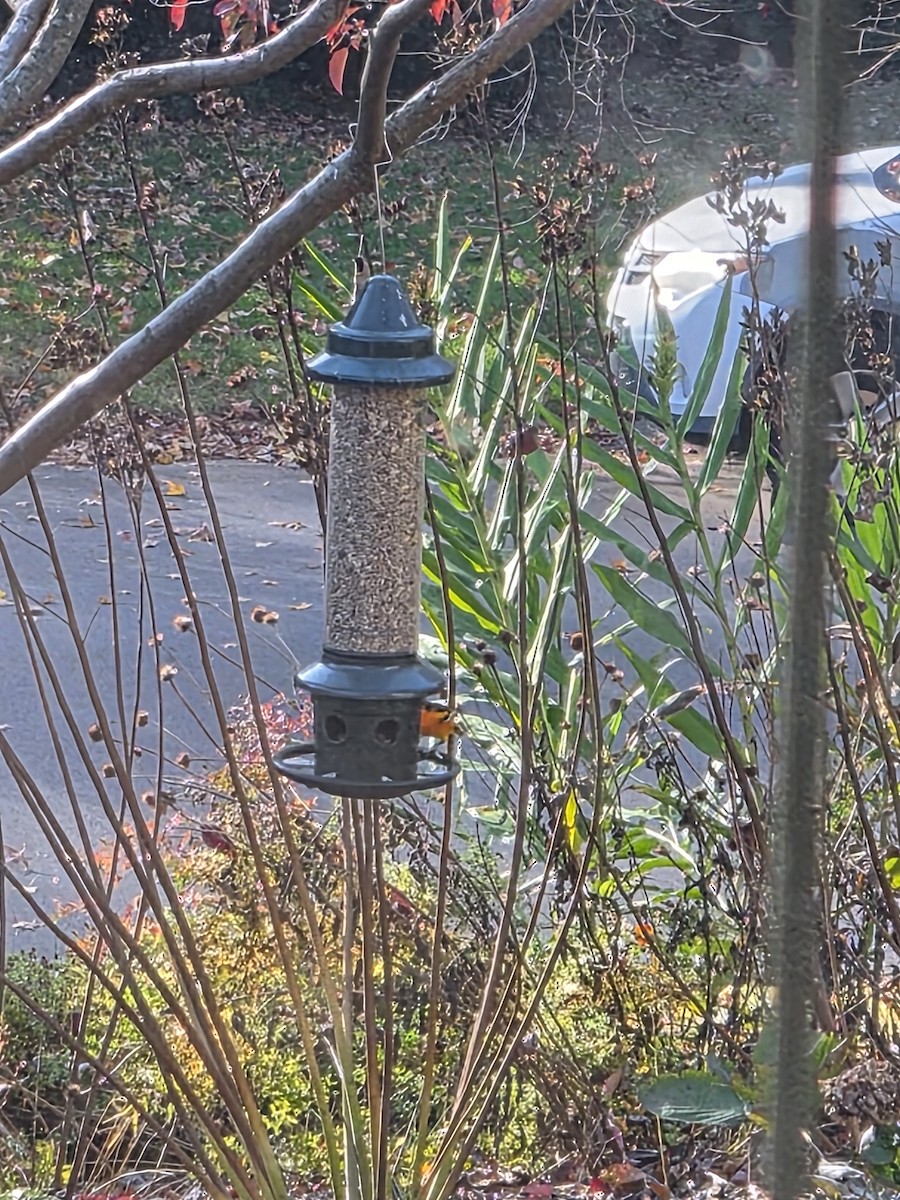 Балтиморский трупиал - ML645324360