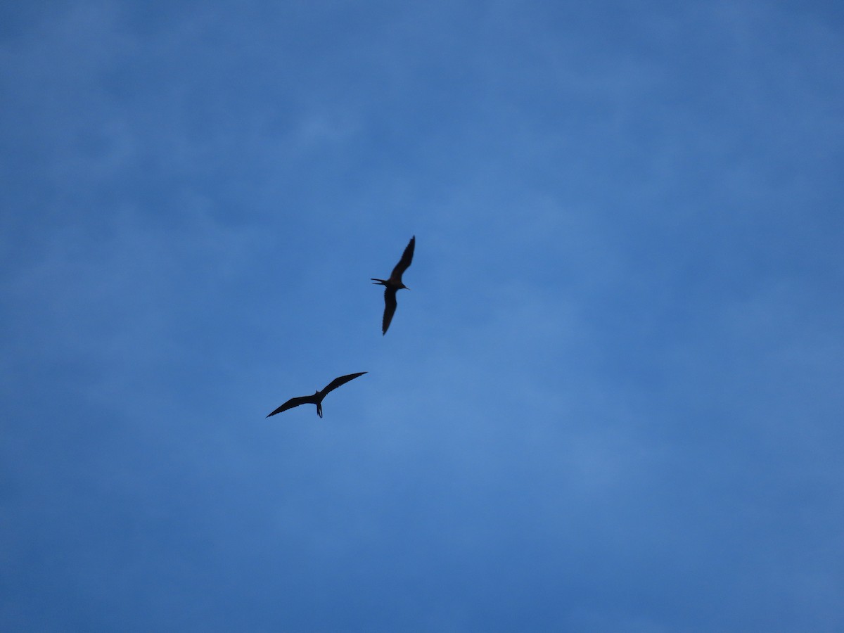Magnificent Frigatebird - ML645324362