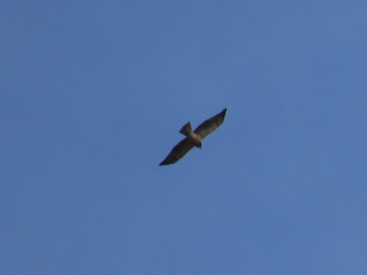 Swainson's Hawk - ML645324367