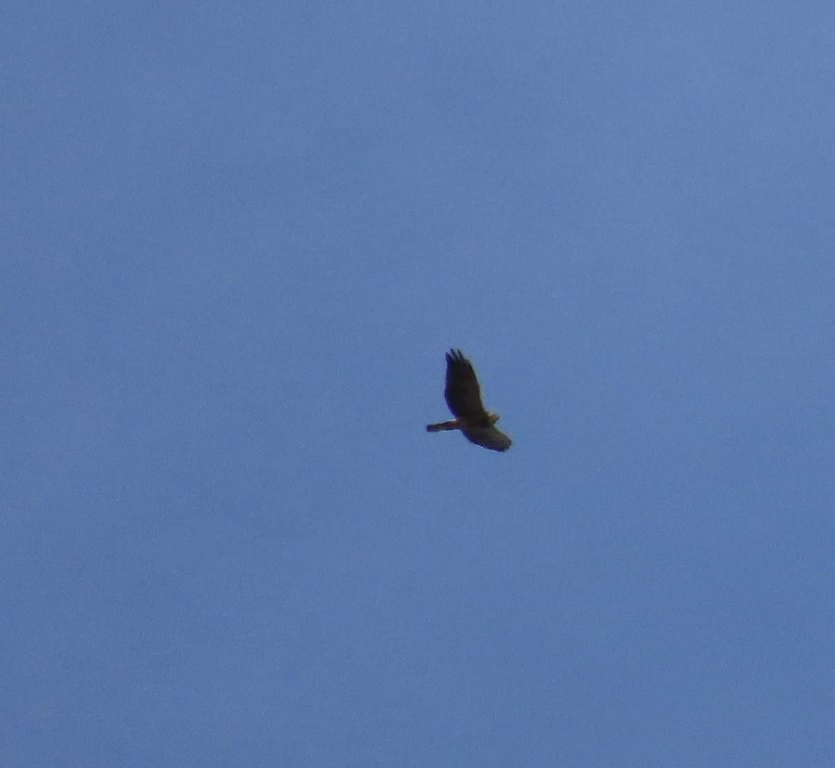 Swainson's Hawk - ML645324368
