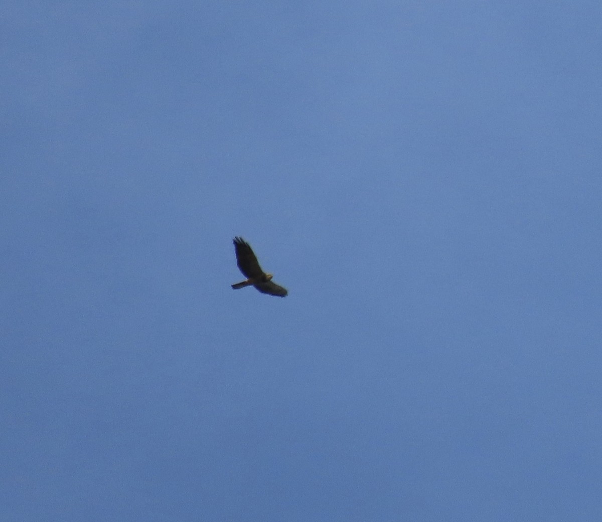 Swainson's Hawk - ML645324369