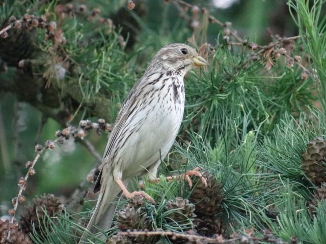 Strillozzo - ML645324376