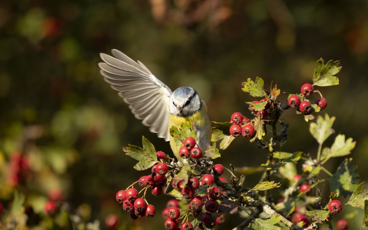 sýkora modřinka - ML645324384